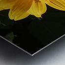 Yellow Zinnia Metal print