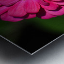 Zinnia Metal print