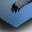 Northern Harrier in Flight Metal print