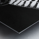 Zebra Portrait Metal print