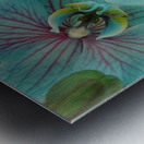 Orchid vibrant Metal print
