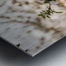 Fleurs de pommes Metal print