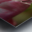 Coronation Metal print