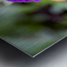 nature outdoor Metal print