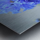 Blue Delphinium - Pacific Giant Metal print