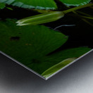 Ribbit Metal print