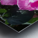 Fuschia Rose in Brentwood Gardense brentwood Metal print