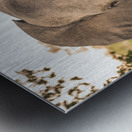 Elephant Metal print