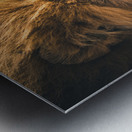 Lions Den Metal print