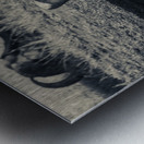 Lioness at the Watering Hole Metal print