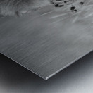 Lions Mane - B-W Metal print