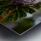 Bristlecone Pine Metal print