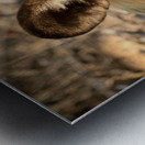 AdriaanPrinsloo 9022 Metal print