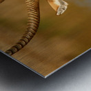 AdriaanPrinsloo 9455 Metal print