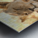 AdriaanPrinsloo 6659 Metal print