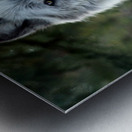Yellowstone Wolf Metal print