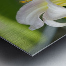 Lily Metal print