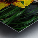 Lilys Metal print