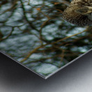 Owl Metal print