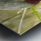 Sandhill Crane Metal print