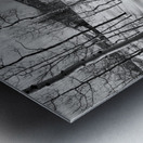 Cat Tracks- Black and White Metal print