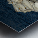 Pelicans Napping Metal print