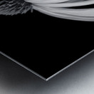 Coneflower close-up Metal print