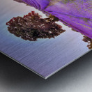 Lavender field at sunset Metal print