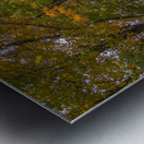 Tree Lined Road Metal print