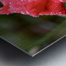 Morning Dew Metal print