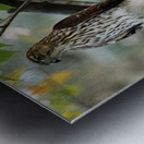 Young Hawk Metal print