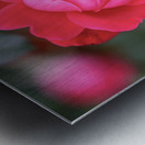 Rose Metal print
