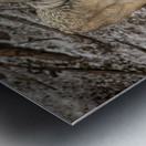 Grey Wolf Metal print