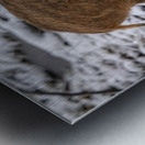 Sanglier Metal print