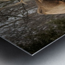 Elk Bucks Metal print