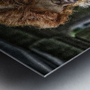 red head Metal print