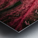 Red Leaf Metal print