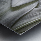 lily Impression metal