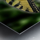 butterfly 3 Metal print