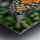 butterfly 4 Metal print