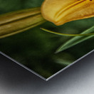 butterfly 5 Metal print