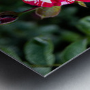 Rose Garden Portland 7 Metal print