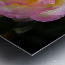 Rose Garden Portland 4 Metal print