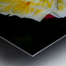 Rose Garden Portland 3 Metal print