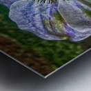 Clematis Metal print