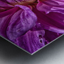 dahlia 3 Metal print