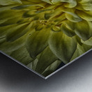 dahlia 5 Metal print