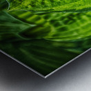 green leaves Metal print