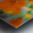 20190331 DSC 0046 Metal print