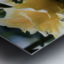 20190427 DSC 0024 Metal print